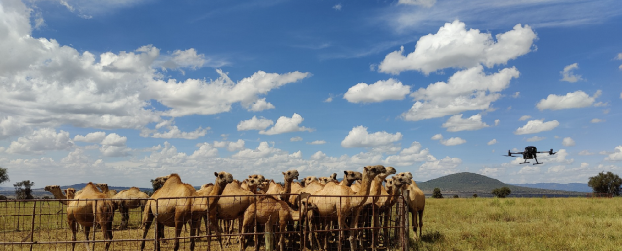 first-use-of-a-drone-to-measure-ruminant-methane-emissions-in-africa